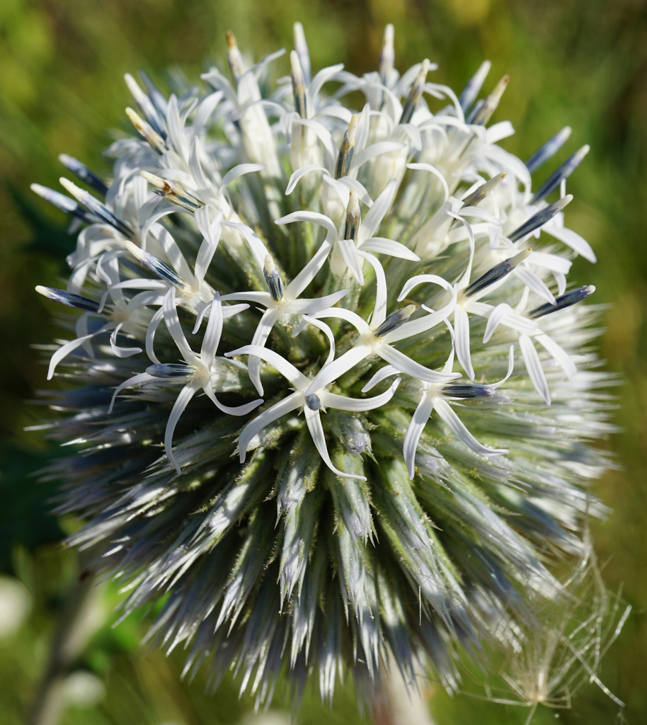 Great globethistle (Echinops sphaerocephalus)