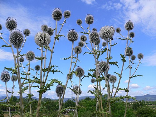 Great globethistle: Haßloch (Pfalz) , Germany – Kugeldisteln