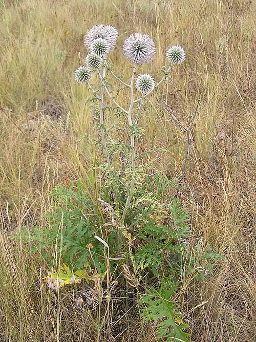Great globethistle: Echinops sphaerocephalus L. (Great globe thistle or Pale globe-thistle), habitus. Habitat: saline steppe. Vicinity of Saratov city, Russia.
