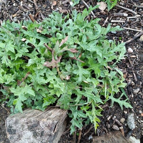 Great globethistle (Echinops sphaerocephalus)