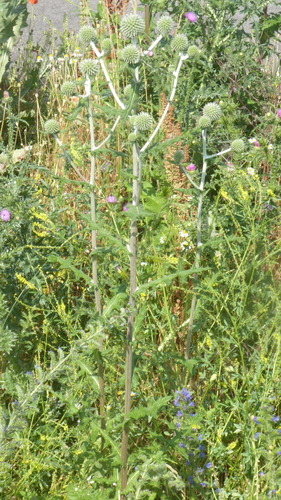 Great globethistle (Echinops sphaerocephalus)