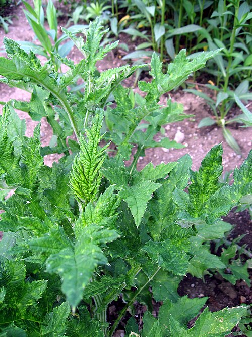 Great globethistle: Bělotrn kulatohlavý