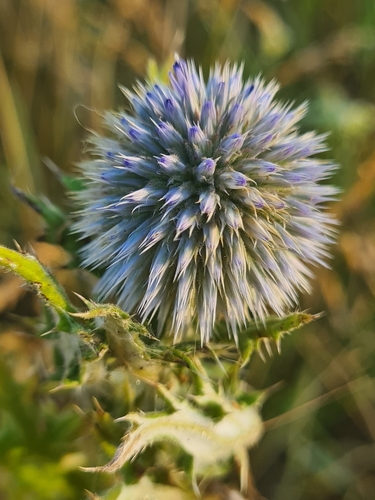 Great globethistle (Echinops sphaerocephalus)