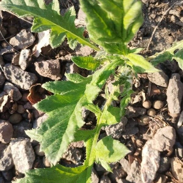 Great globethistle (Echinops sphaerocephalus)