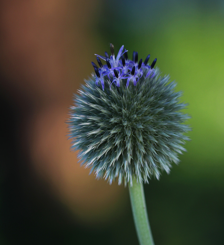 Great globethistle (Echinops sphaerocephalus)