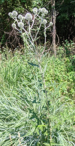 Great globethistle (Echinops sphaerocephalus)