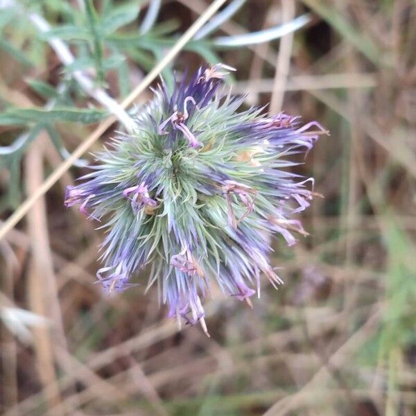Echinops strigosus (Echinops strigosus)
