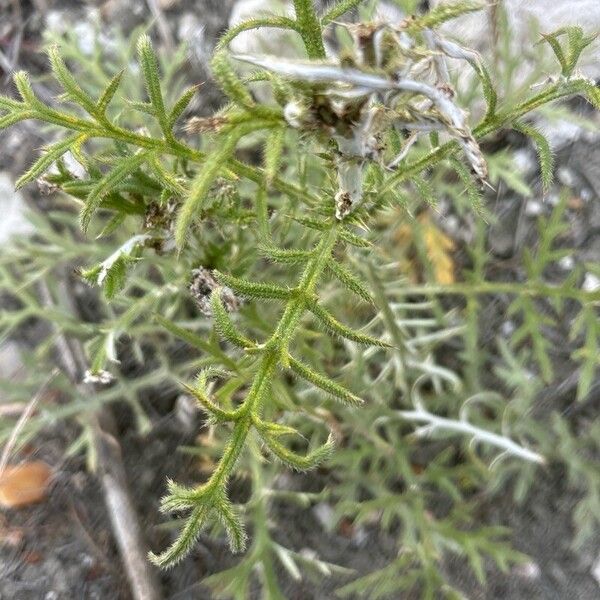 Echinops strigosus (Echinops strigosus)