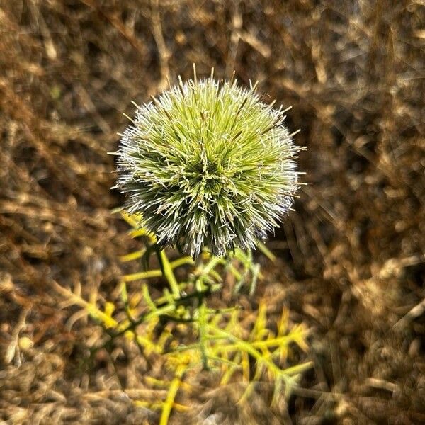 Echinops strigosus (Echinops strigosus)