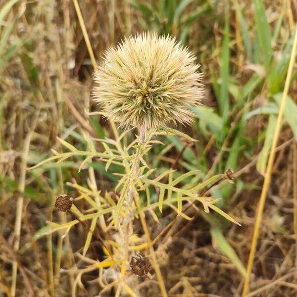 Echinops strigosus (Echinops strigosus)