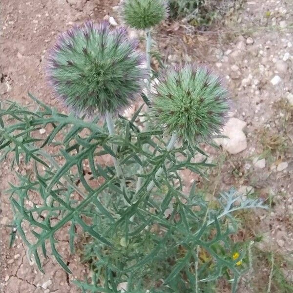 Echinops strigosus (Echinops strigosus)