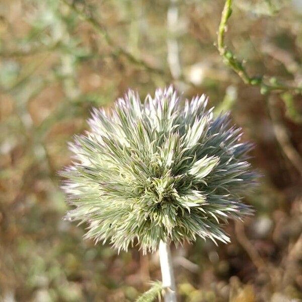 Echinops strigosus (Echinops strigosus)