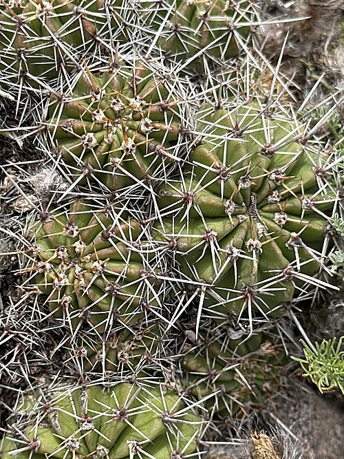 Echinopsis aurea: Echinopsis aurea in Argentina