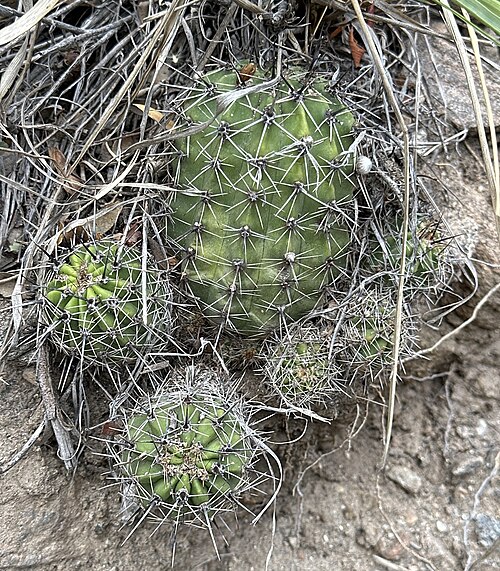Echinopsis aurea: Echinopsis aurea in Argentina