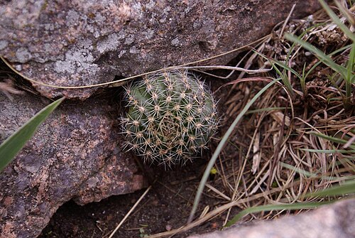 Echinopsis aurea: Echinopsis aurea in Argentina