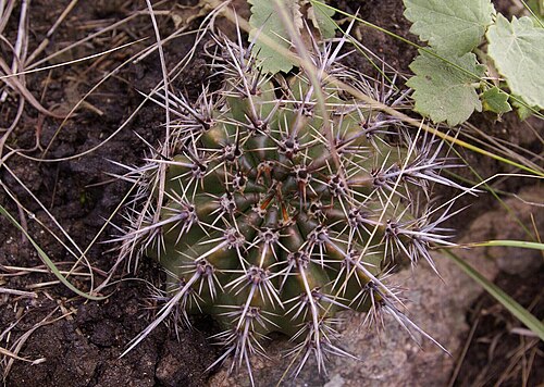 Echinopsis aurea: Echinopsis aurea in Argentina
