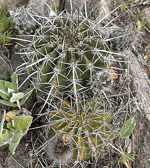 Echinopsis aurea: Echinopsis aurea in Argentina