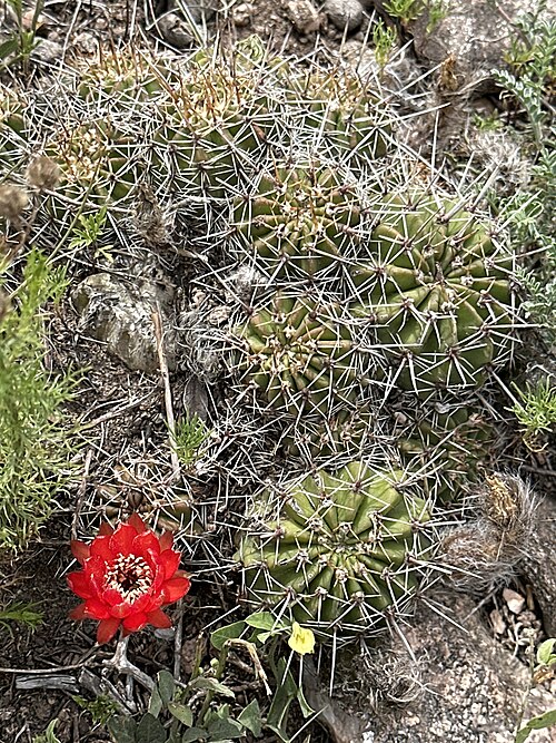 Echinopsis aurea: Echinopsis aurea in Argentina
