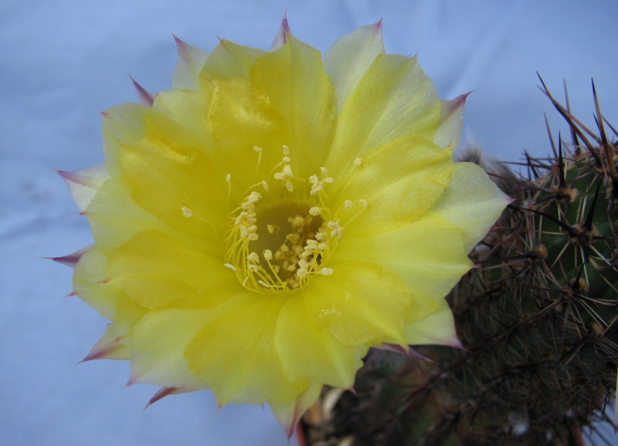 Echinopsis aurea: Echinopsis aurea