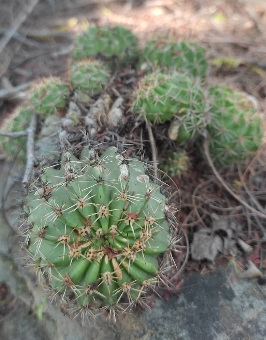 Echinopsis aurea: Echinopsis aurea in Argentina