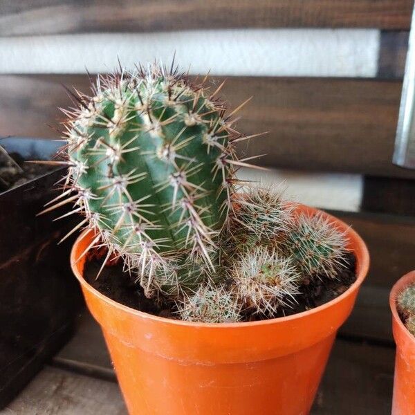 Echinopsis aurea (Echinopsis aurea)