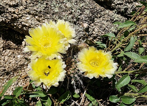 Echinopsis aurea: Echinopsis aurea aurea in Argentina