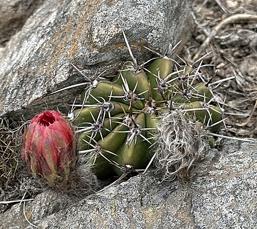 Echinopsis aurea: Echinopsis aurea in Argentina