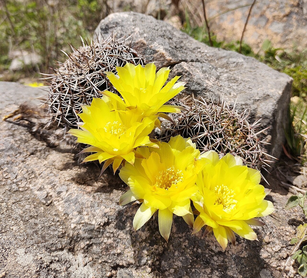 Echinopsis aurea: Echinopsis aurea in Argentina