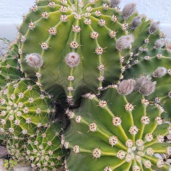 Echinopsis oxygona (Echinopsis oxygona)