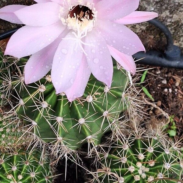 Echinopsis oxygona (Echinopsis oxygona)