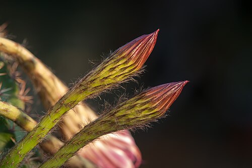 Echinopsis oxygona: Two buds of Echinopsis Oxygona