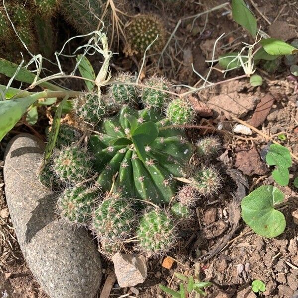 Echinopsis oxygona (Echinopsis oxygona)