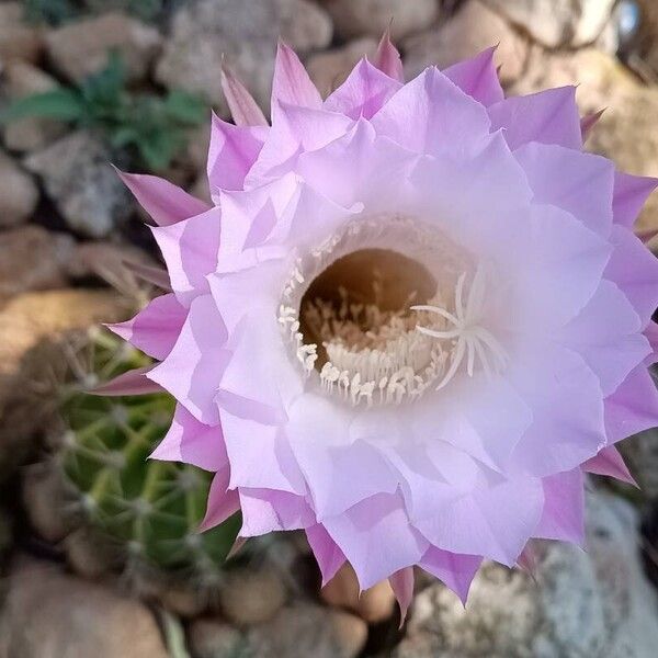 Echinopsis oxygona (Echinopsis oxygona)
