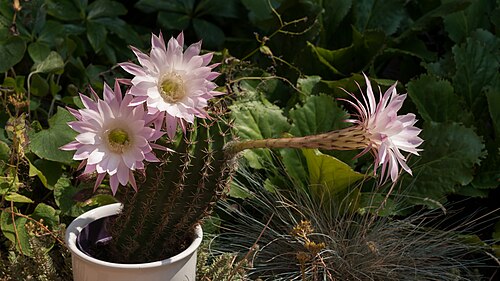 Echinopsis oxygona: Echinopsis Oxygona