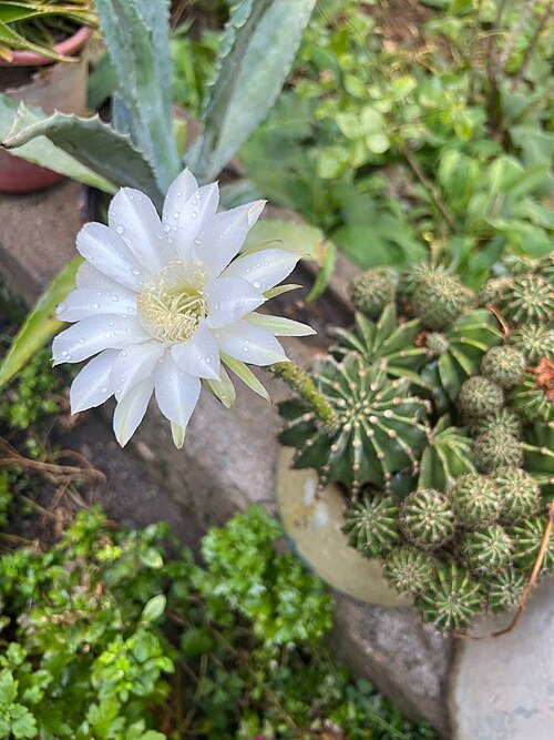 Echinopsis oxygona: flowers
