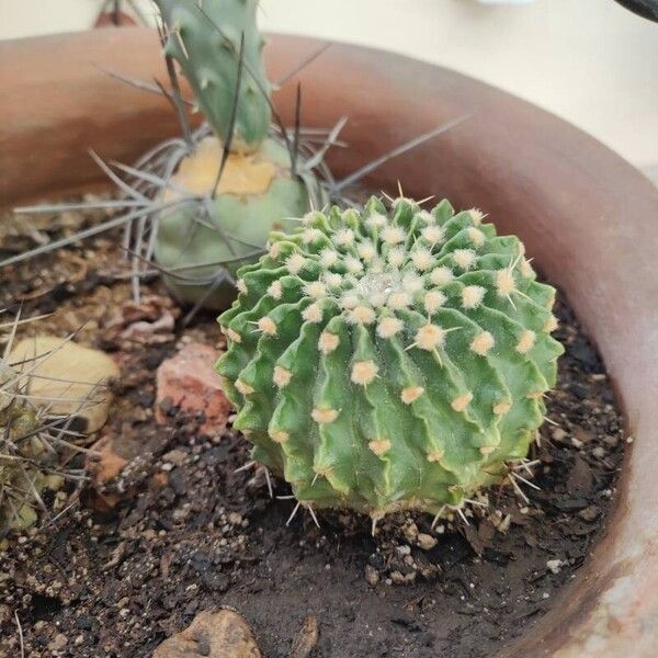 Echinopsis oxygona (Echinopsis oxygona)