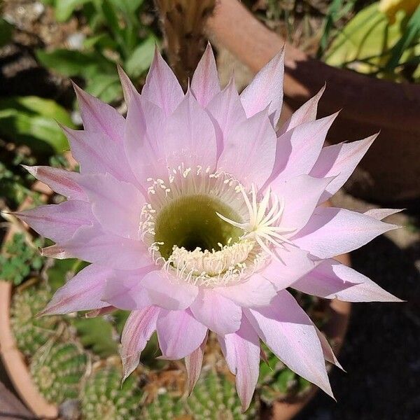 Echinopsis oxygona (Echinopsis oxygona)