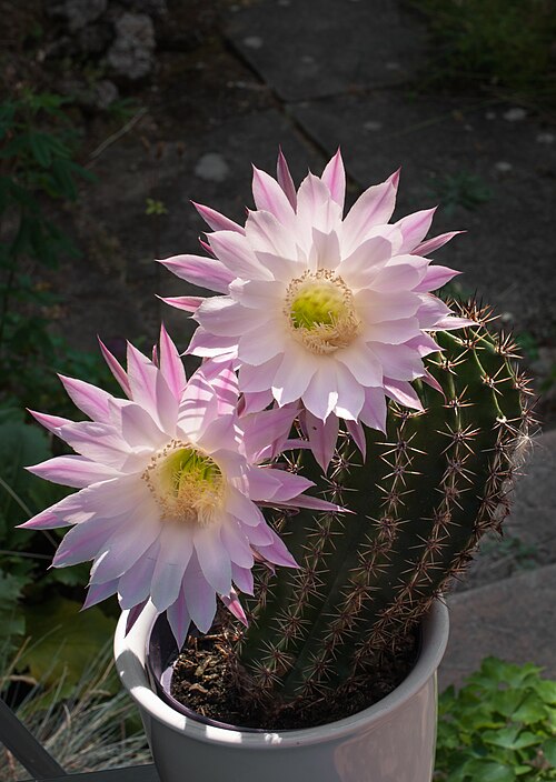 Echinopsis oxygona: Echinopsis Oxygona flowers