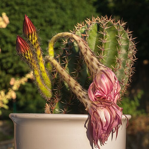 Echinopsis oxygona: Withered flowers and new buds of buds of Echinopsis Oxygona