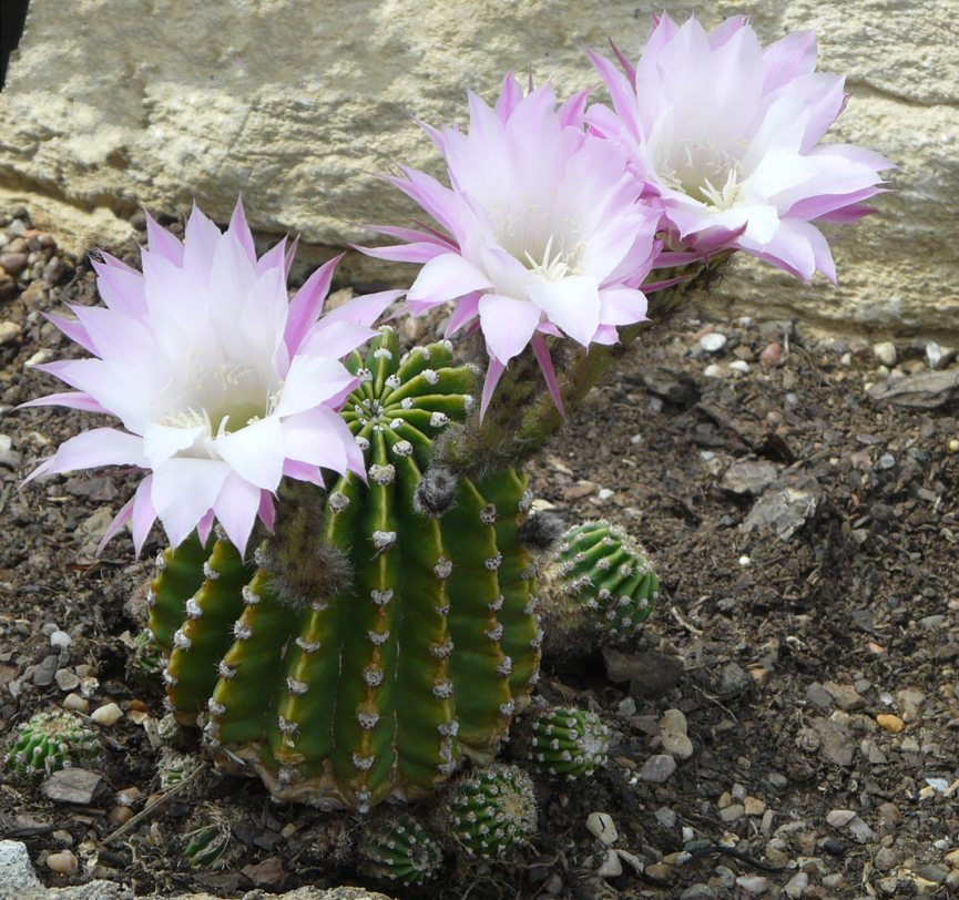 Echinopsis oxygona: Echinopsis oxygona