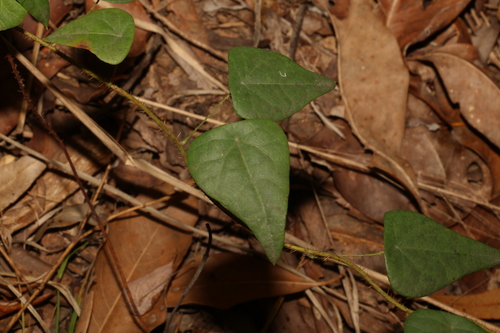 Echinostephia aculeata (Echinostephia aculeata)