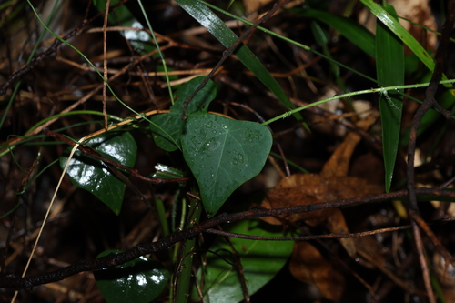 Echinostephia aculeata (Echinostephia aculeata)