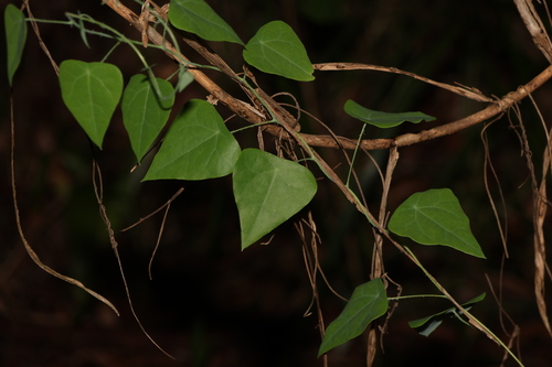 Echinostephia aculeata (Echinostephia aculeata)
