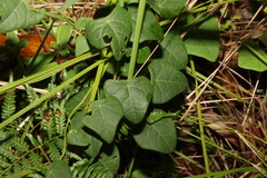 Echinostephia aculeata (Echinostephia aculeata)