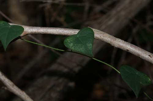 Echinostephia aculeata (Echinostephia aculeata)