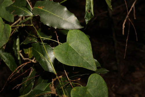 Echinostephia aculeata (Echinostephia aculeata)