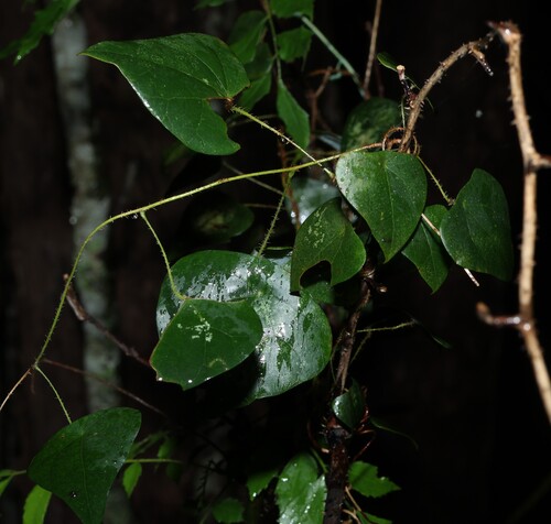 Echinostephia aculeata (Echinostephia aculeata)