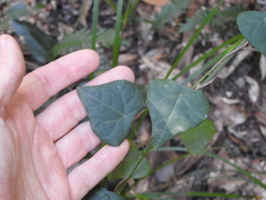 Echinostephia aculeata (Echinostephia aculeata)