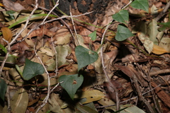 Echinostephia aculeata (Echinostephia aculeata)