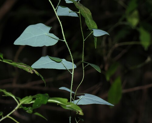 Echinostephia aculeata (Echinostephia aculeata)